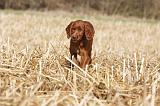 SETTER IRLANDAIS 527